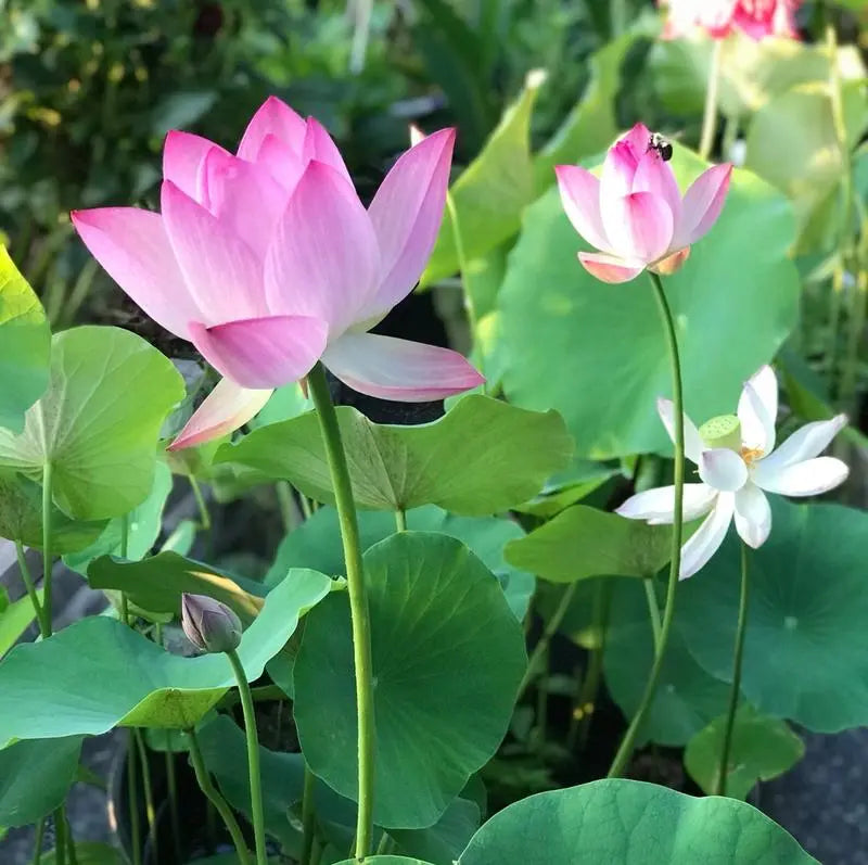 Colorful bonsai lotus seeds