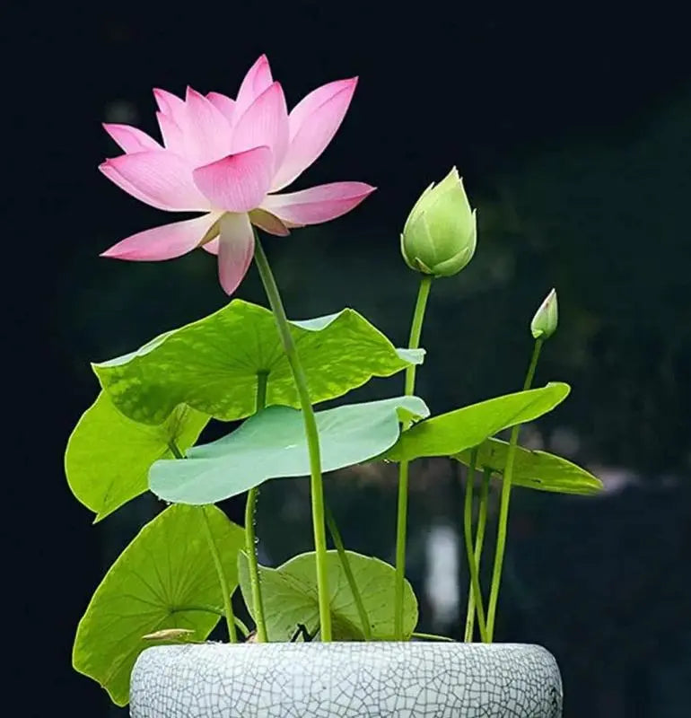 Colorful bonsai lotus seeds