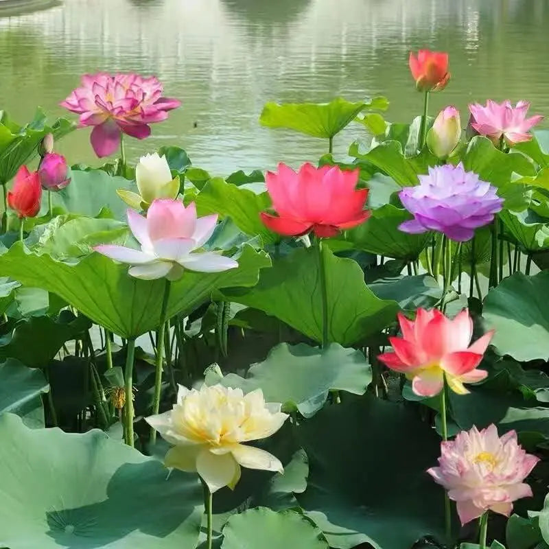 Colorful bonsai lotus seeds
