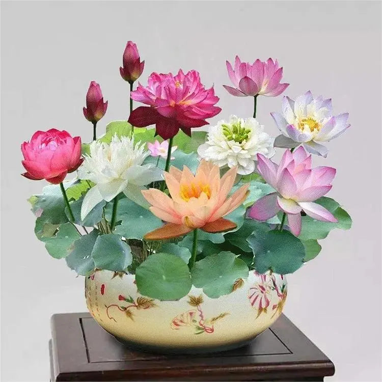 Colorful bonsai lotus seeds