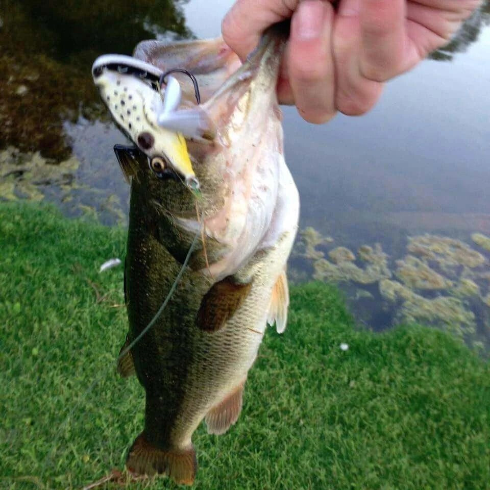 Spirebuzz™ JumpMaster Frog Lure - 5 Pcs Set