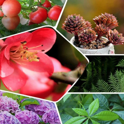 Concentrated Fertilizer to Naturally Revive Your Plants