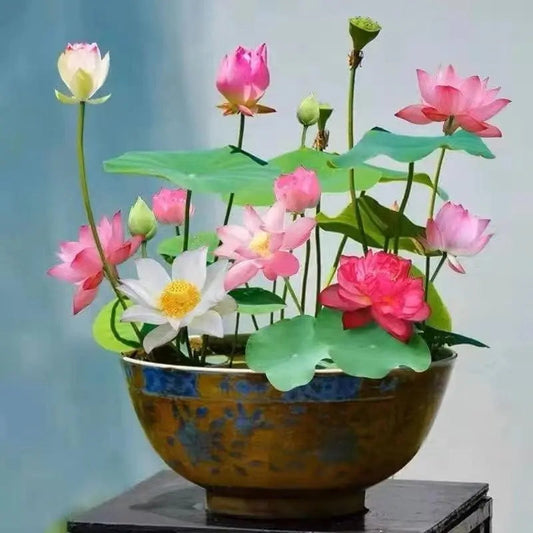Colorful bonsai lotus seeds
