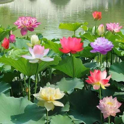 Colorful bonsai lotus seeds